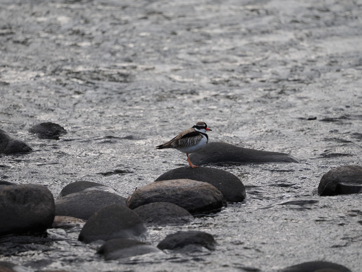 Black-fronted Dotterel - ML635356763