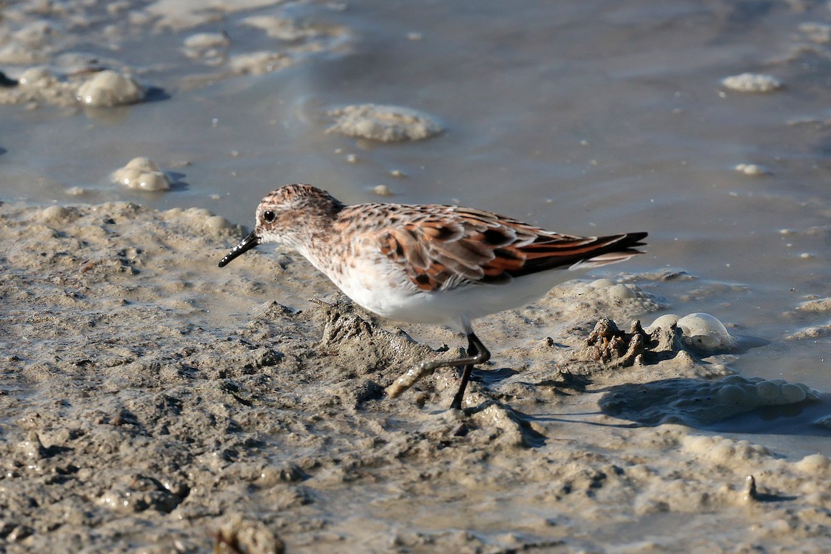 Little Stint - ML635356773
