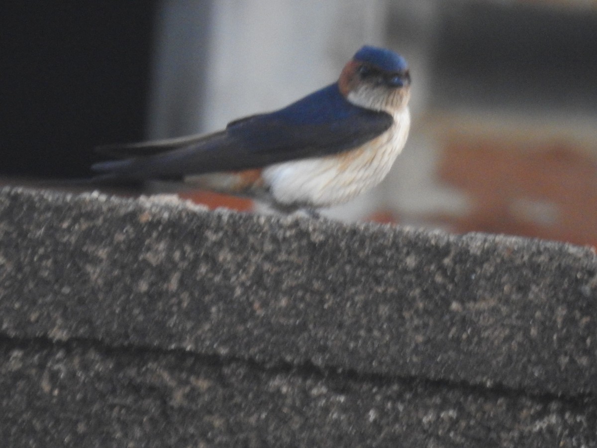 Streak-throated Swallow - ML635356777