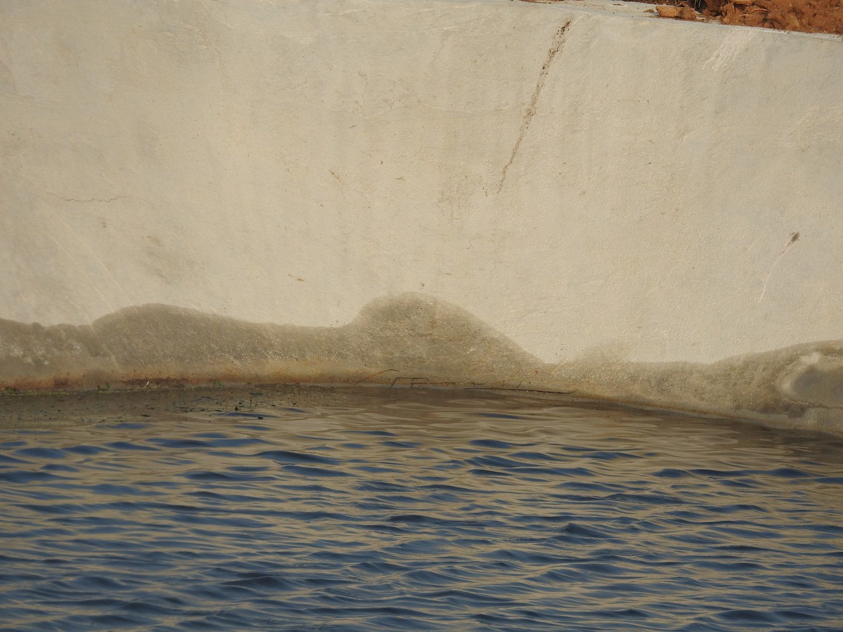 Streak-throated Swallow - ML635356778