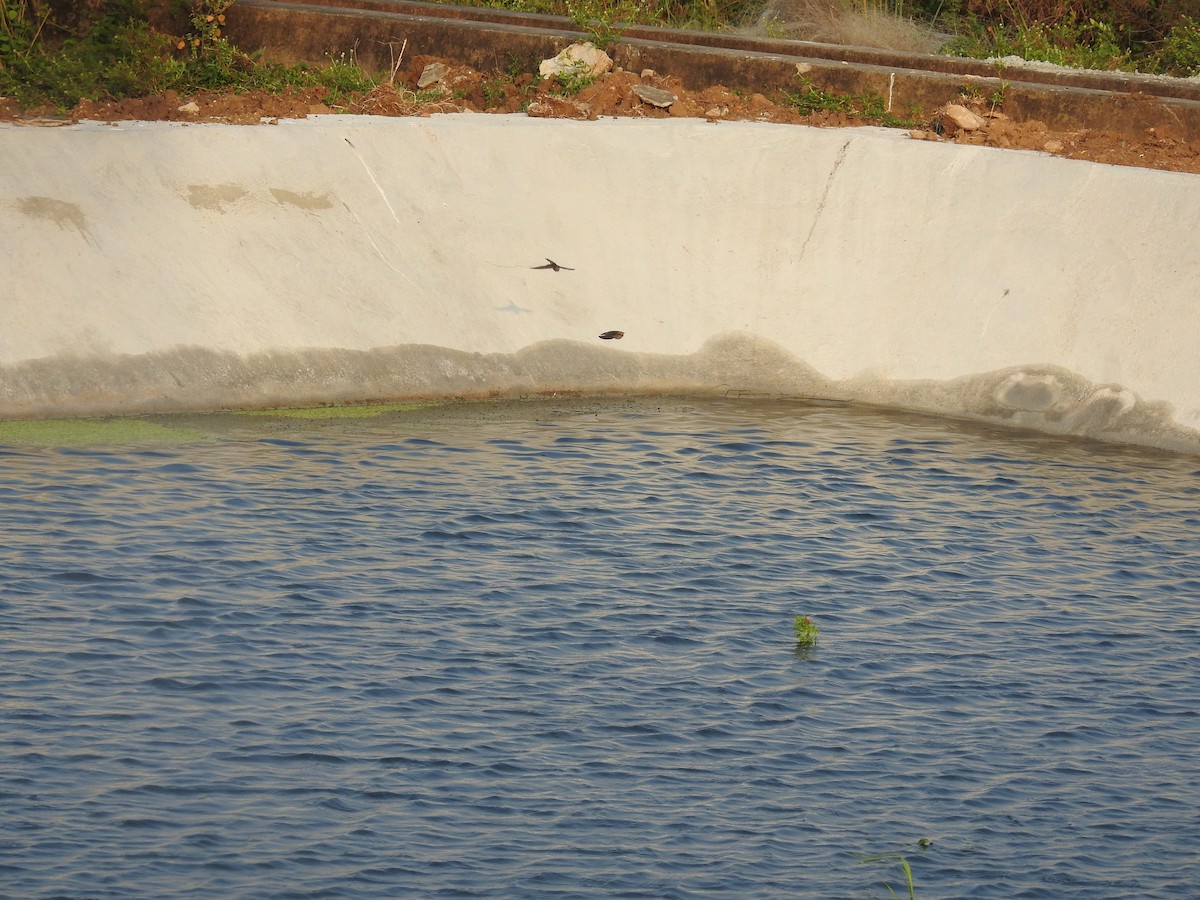 Streak-throated Swallow - ML635356779