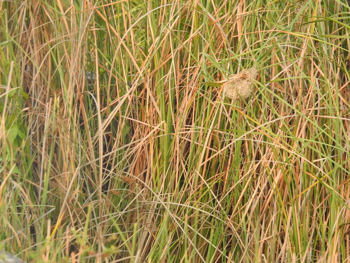 Streaked Weaver - ML635356793