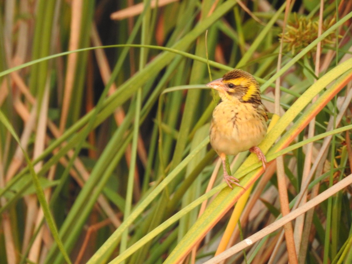 Streaked Weaver - ML635356794