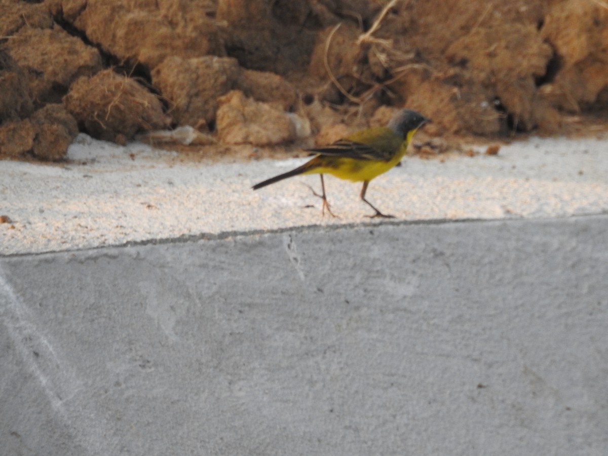 Өрнийн шар цэгцгий - ML635356806