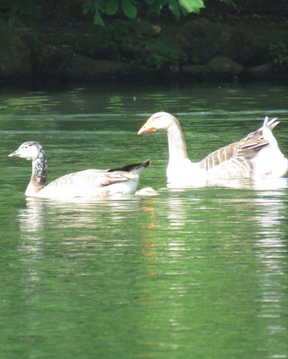 Snow x Canada Goose (hybrid) - ML635356807