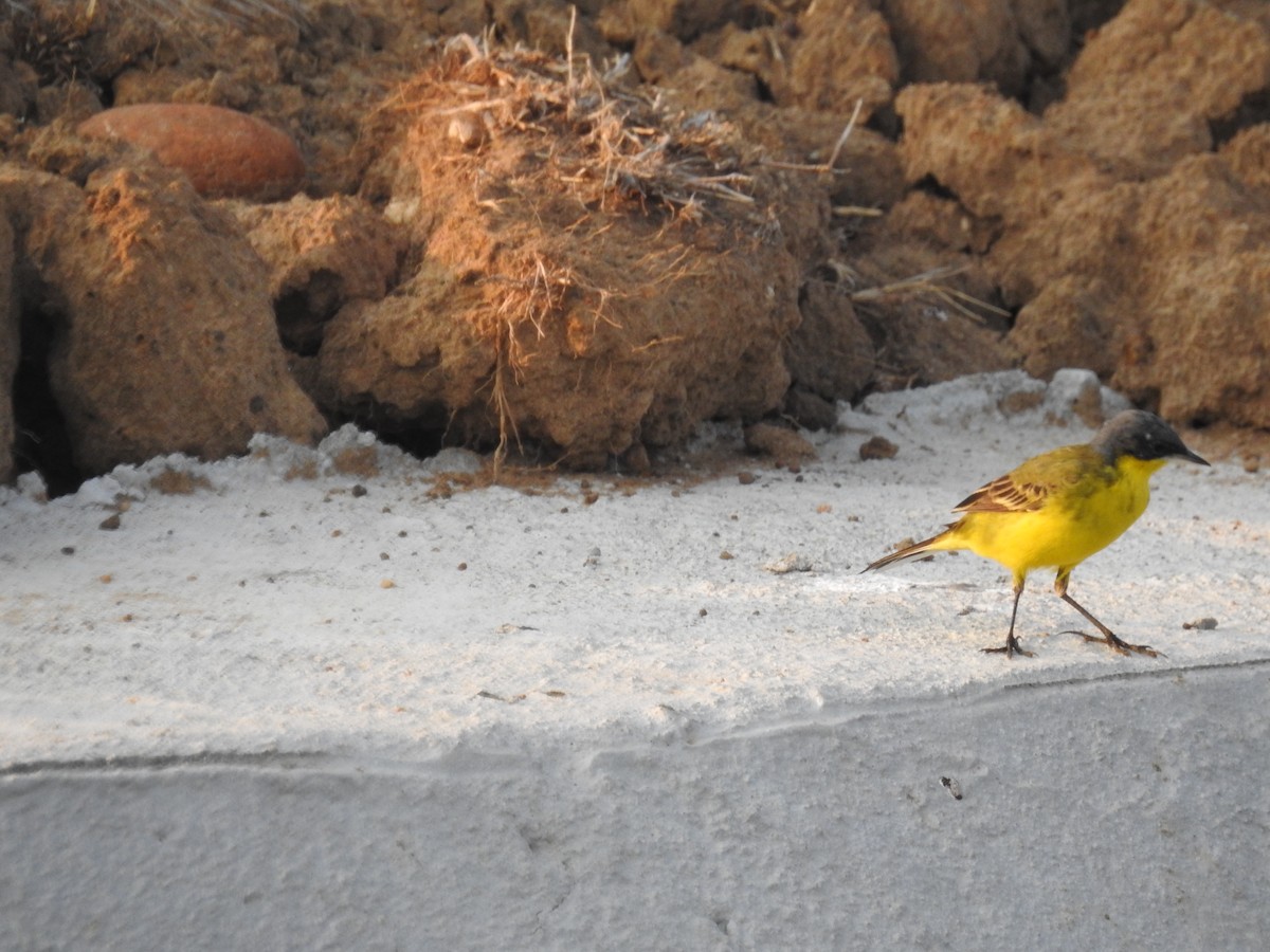 Өрнийн шар цэгцгий - ML635356812