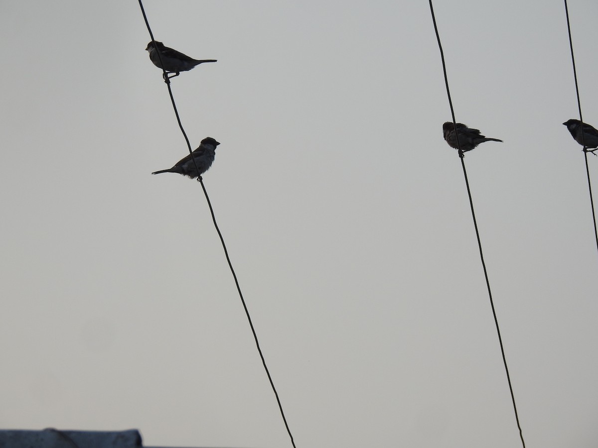 Оронгийн бор шувуу - ML635356816