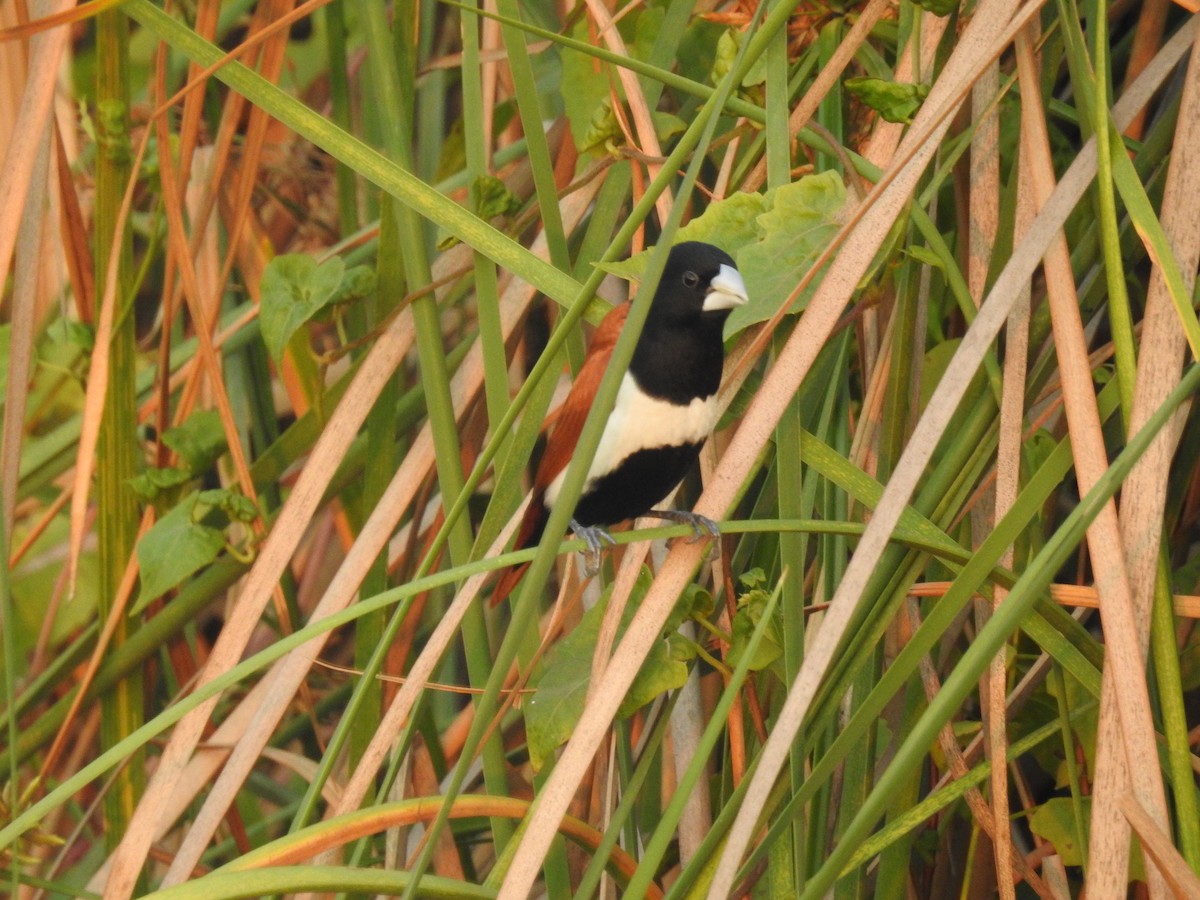 Tricolored Munia - ML635356831