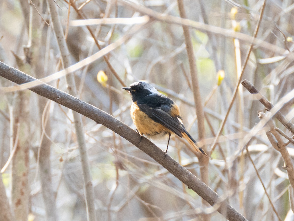 Daurian Redstart - ML635356854
