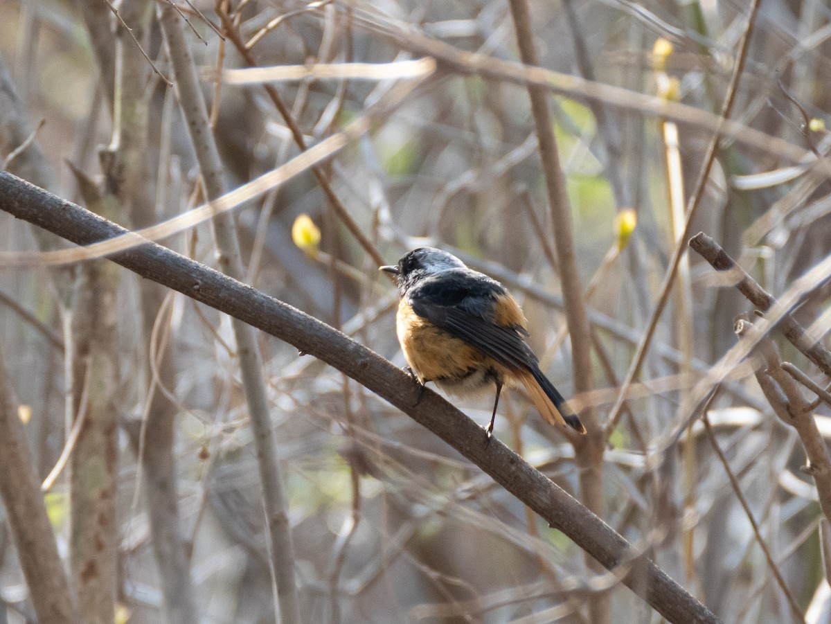 Daurian Redstart - ML635356855