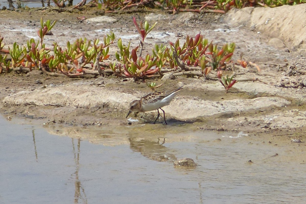 Little Stint - ML635356895