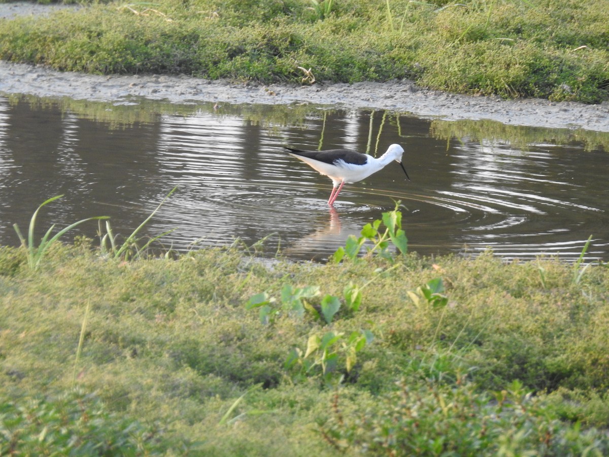 Эгэл хилэн жигүүр - ML635356897