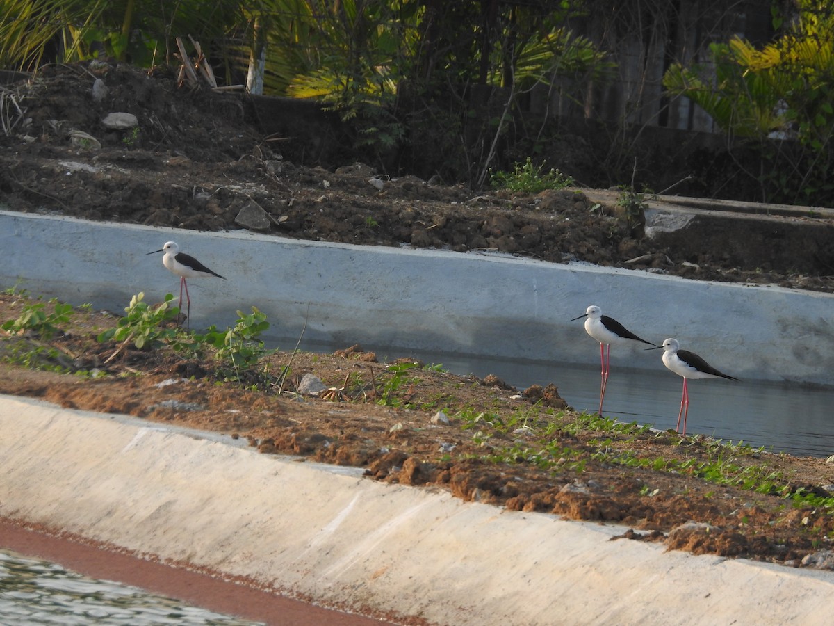 Эгэл хилэн жигүүр - ML635356898