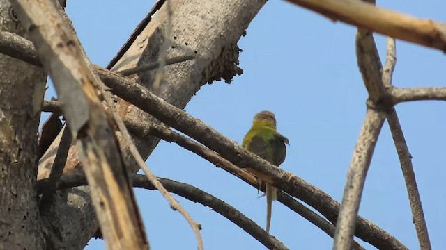Common Tailorbird - ML635356906