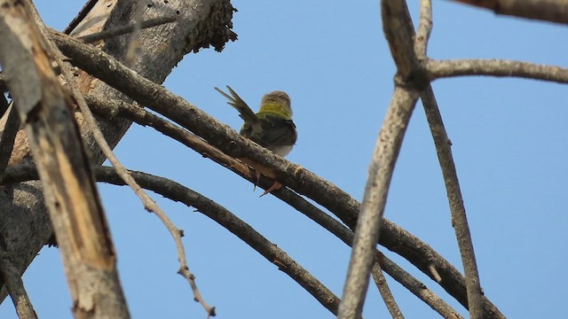 Common Tailorbird - ML635356911