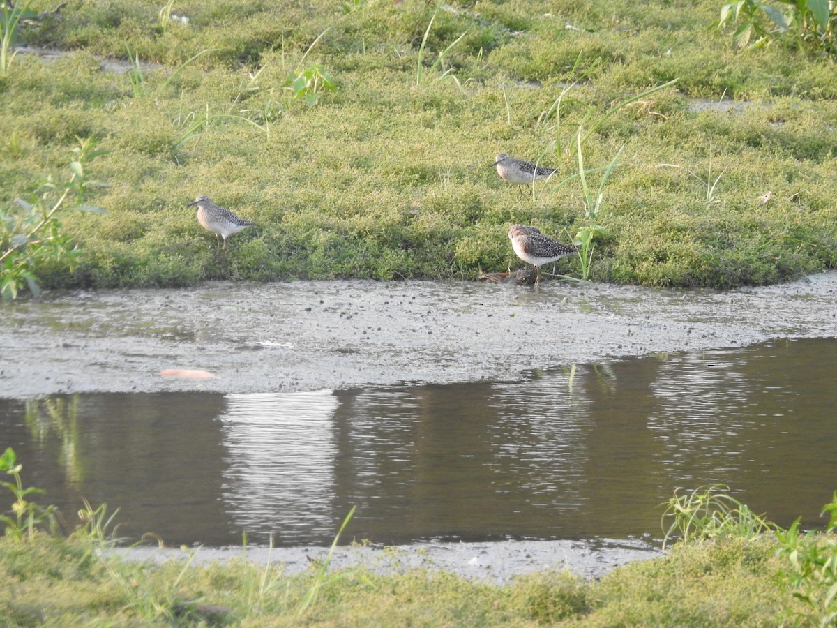 Шугуйн хөгчүү - ML635356912