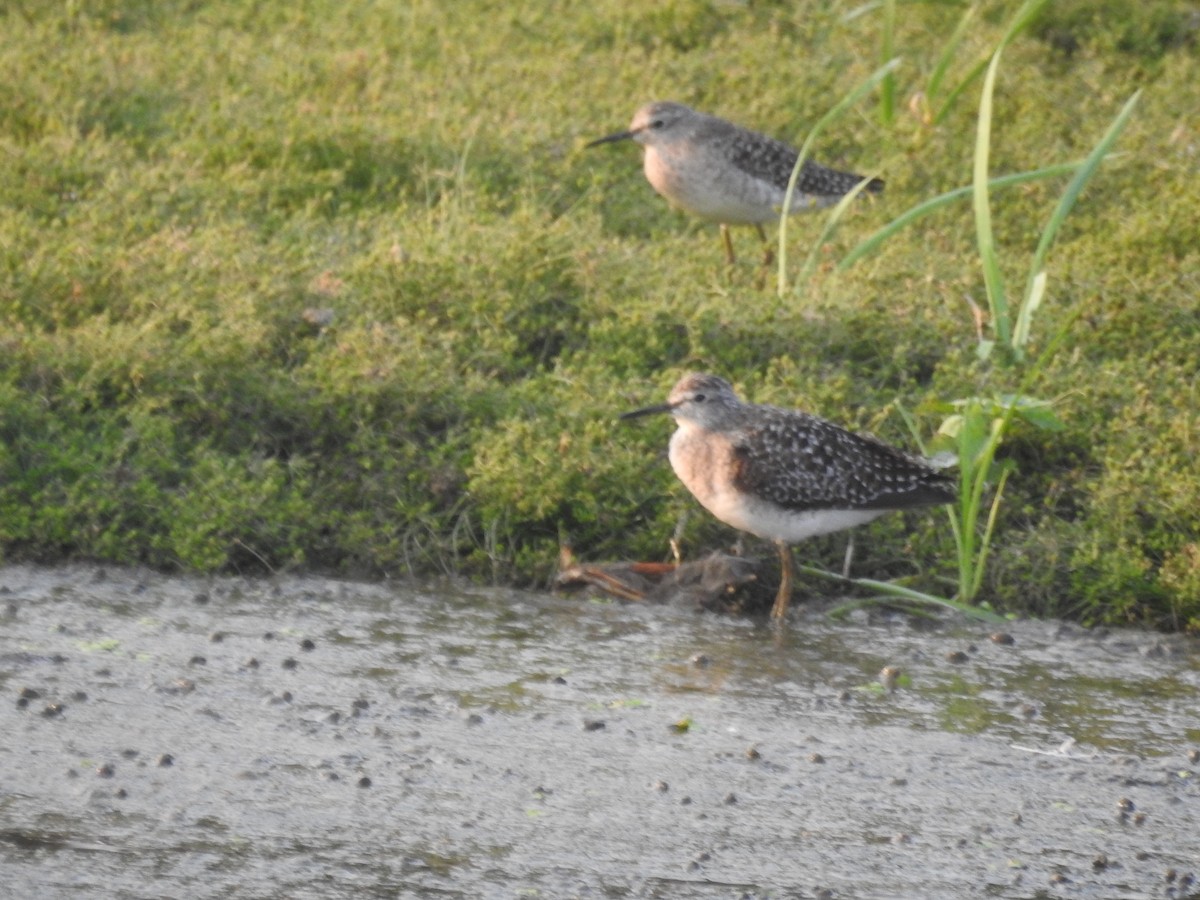 Шугуйн хөгчүү - ML635356913