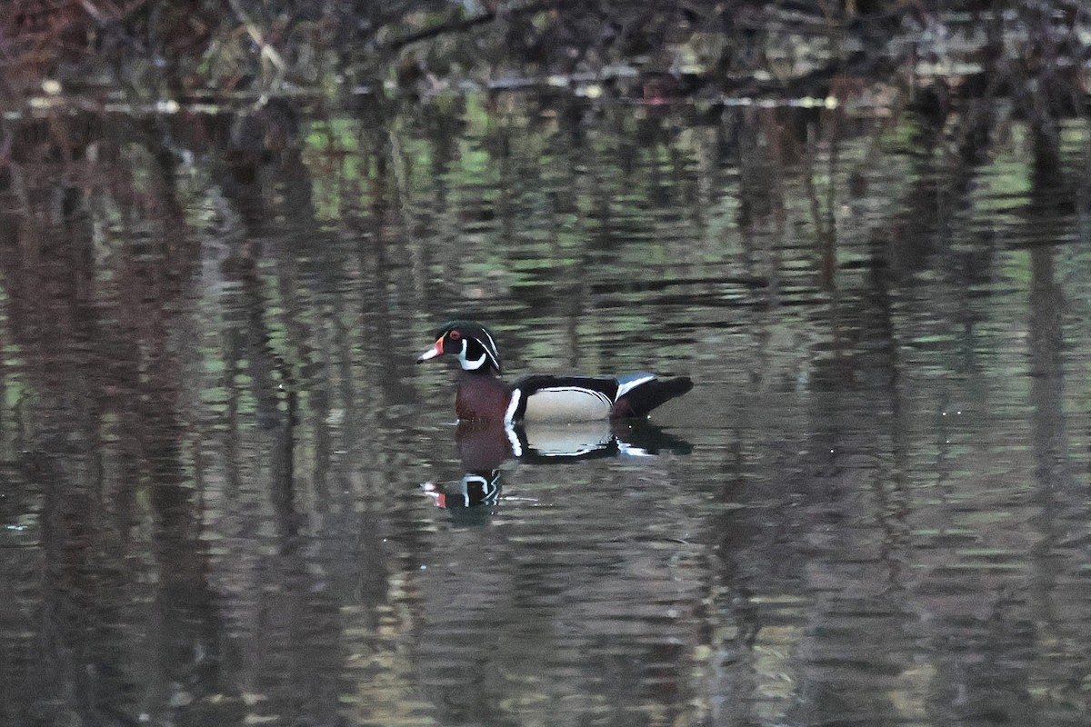 Wood Duck - ML635356953