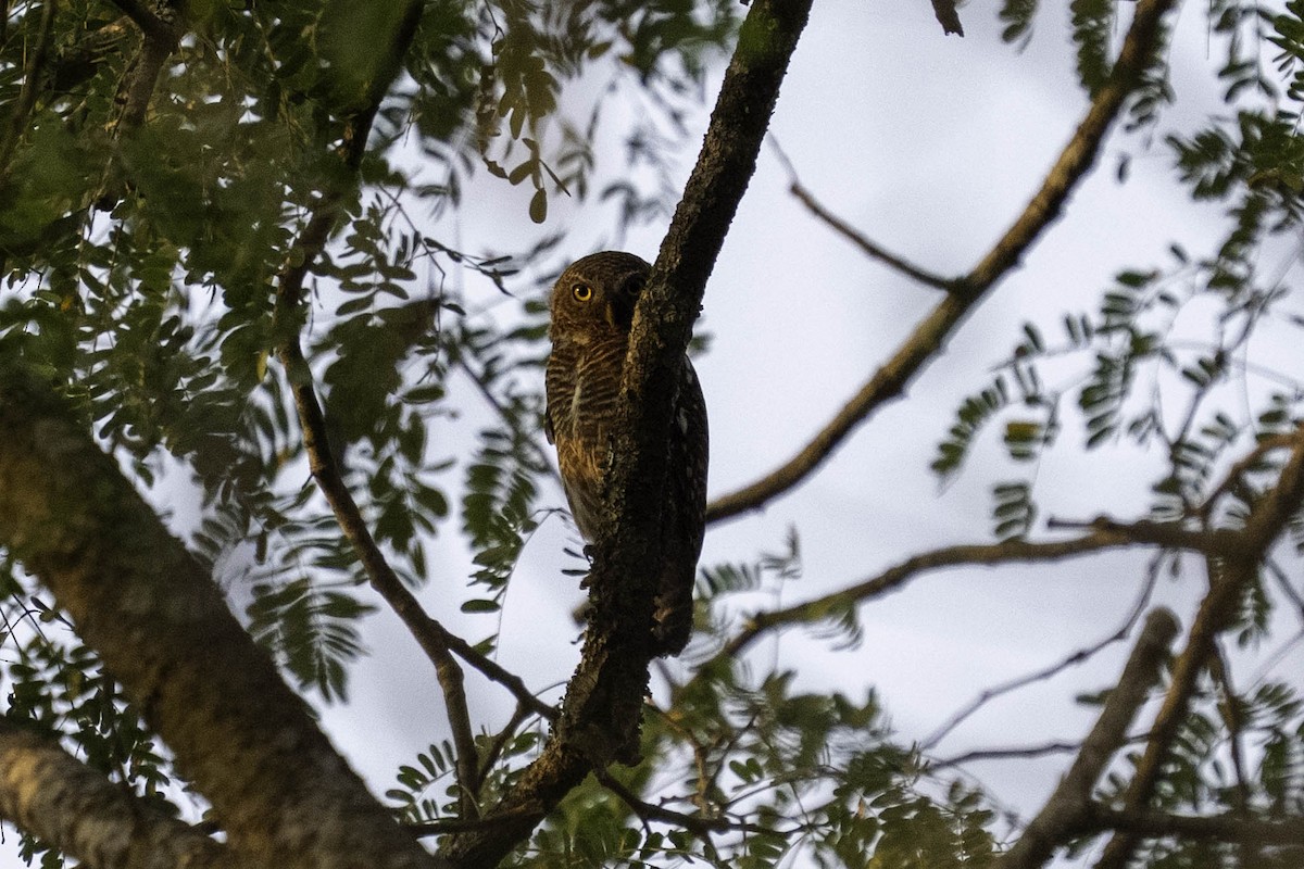 Asian Barred Owlet - ML635356964