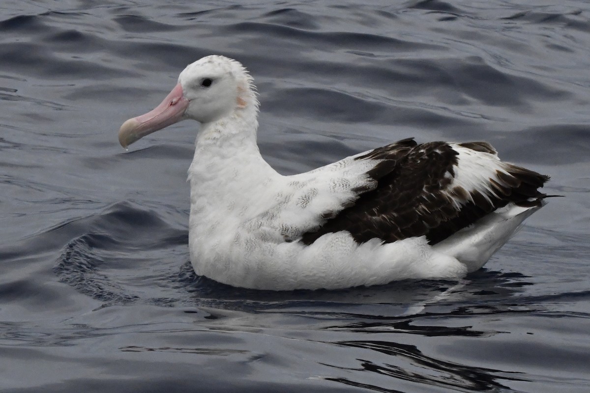 Antipodean Albatross (Gibson's) - ML635356968