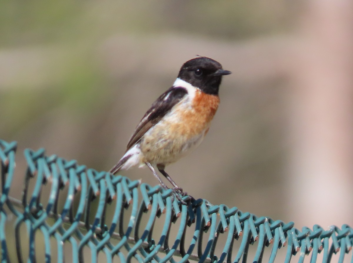 European Stonechat - ML635357000
