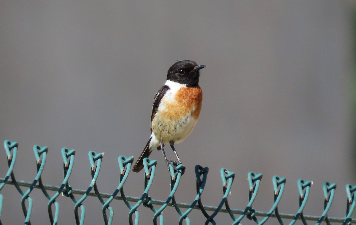 European Stonechat - ML635357003