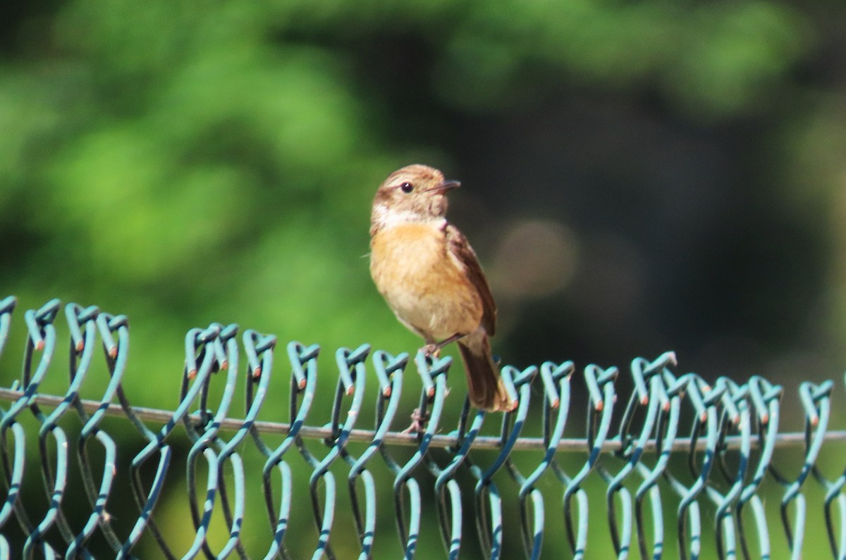 European Stonechat - ML635357005