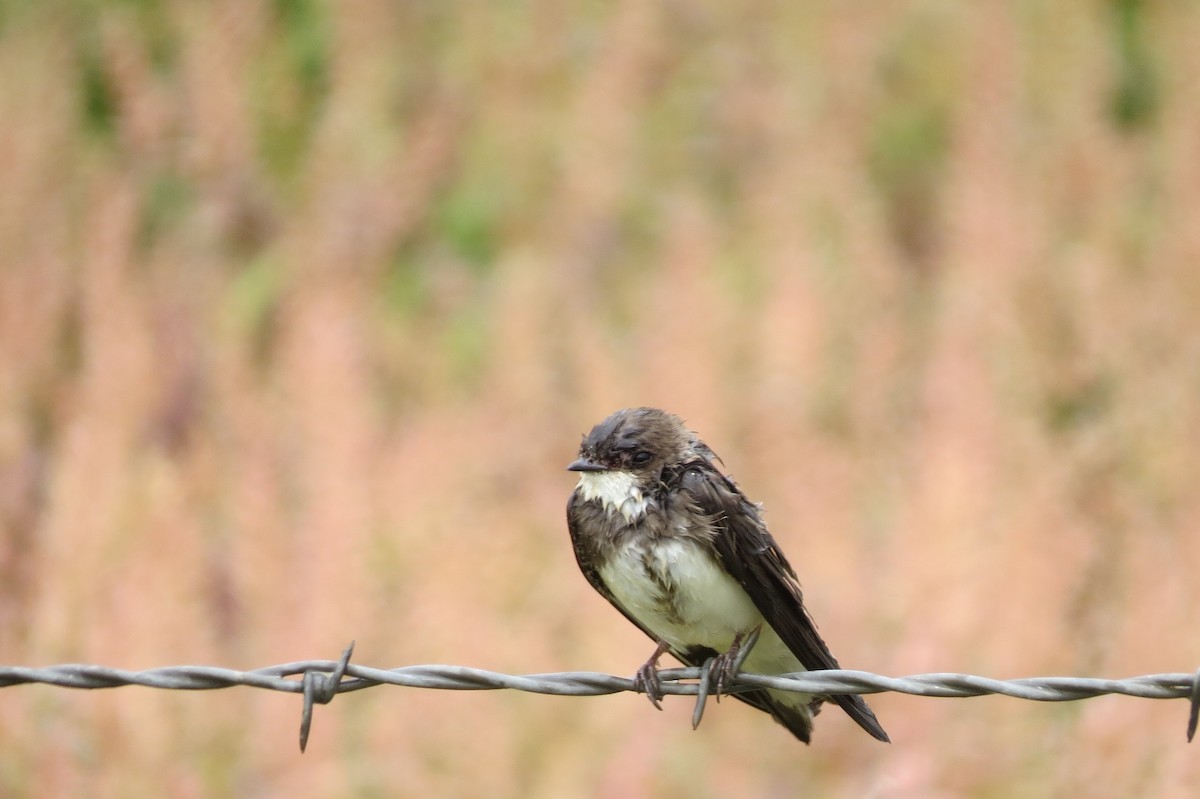 Bank Swallow - ML63535701