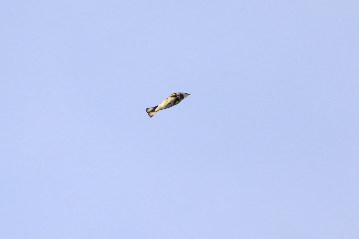 Yellow-rumped Warbler (Myrtle) - ML635357034
