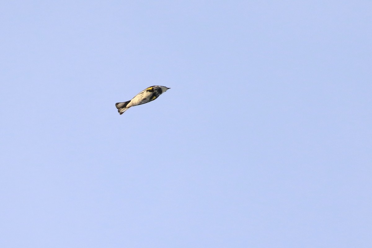 Yellow-rumped Warbler (Myrtle) - ML635357038