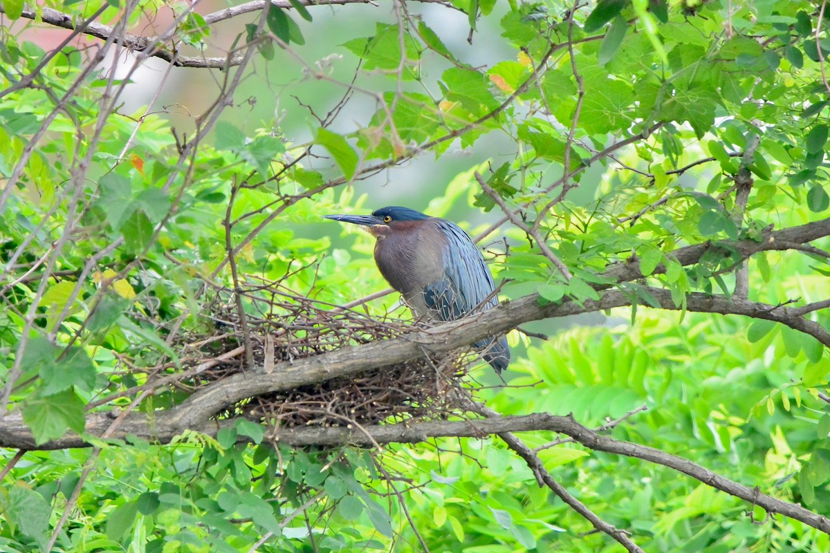 Green Heron - Seth Honig