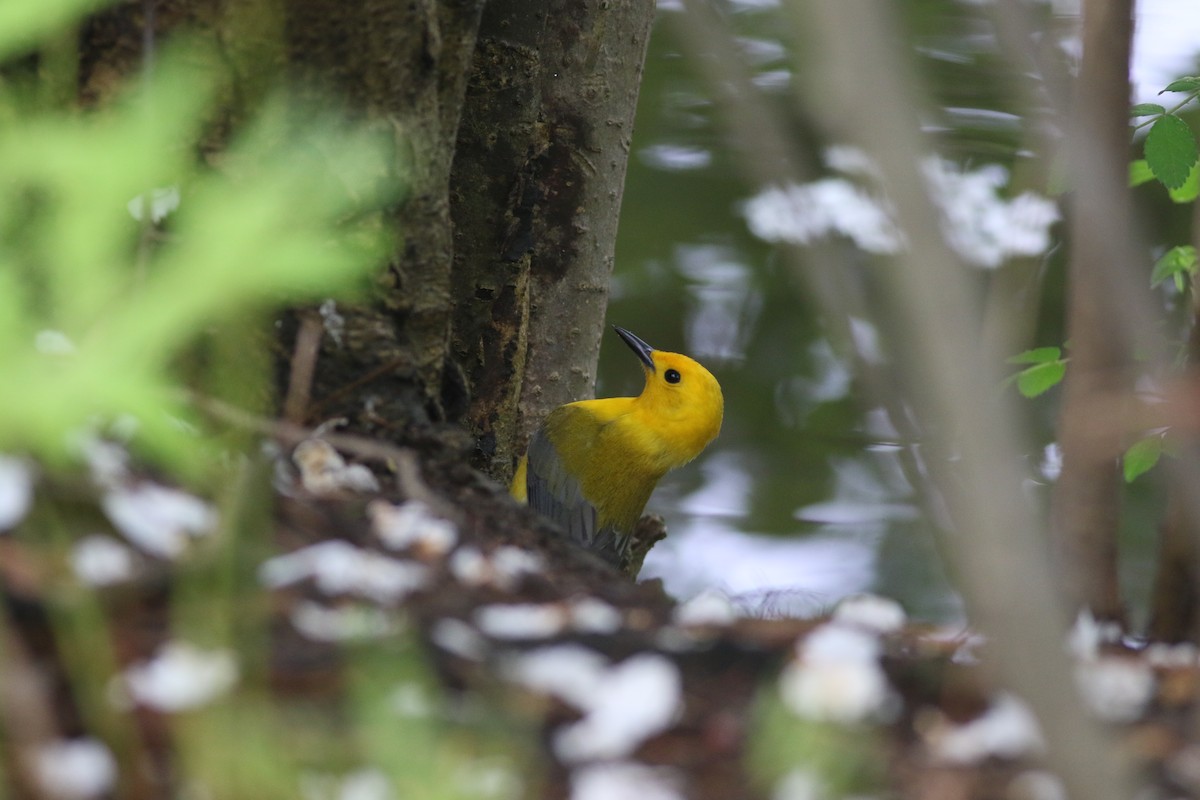 Prothonotary Warbler - ML635357090