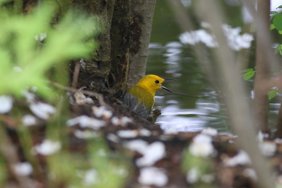 Prothonotary Warbler - ML635357091
