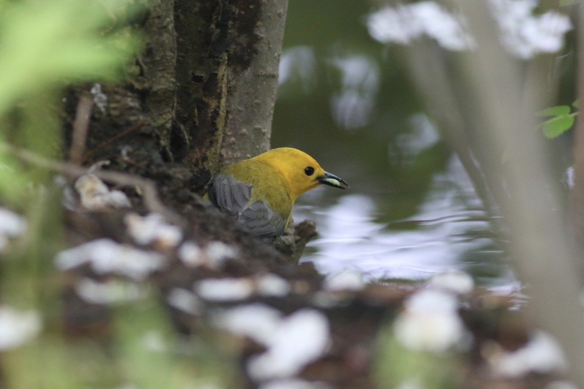 Prothonotary Warbler - ML635357099