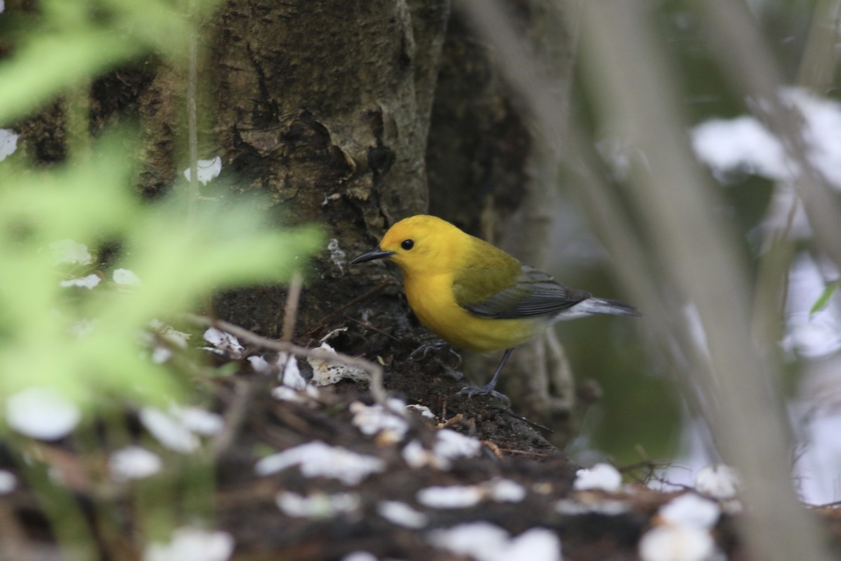 Prothonotary Warbler - ML635357100