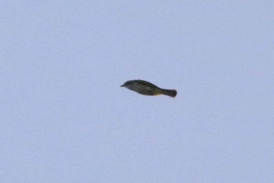 Mavi Başlı Vireo - ML635357140