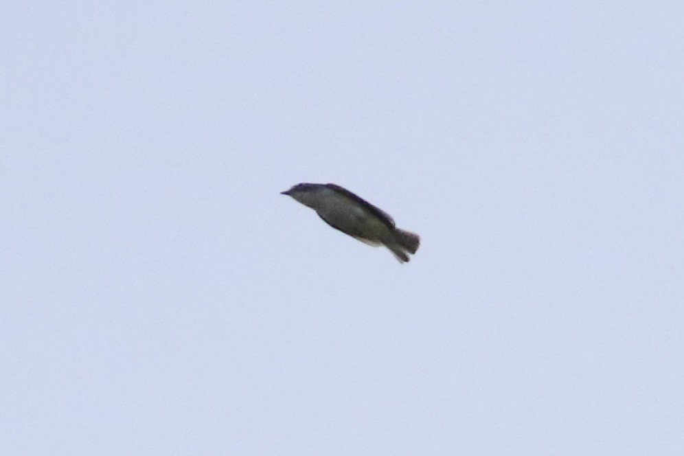 Mavi Başlı Vireo - ML635357142