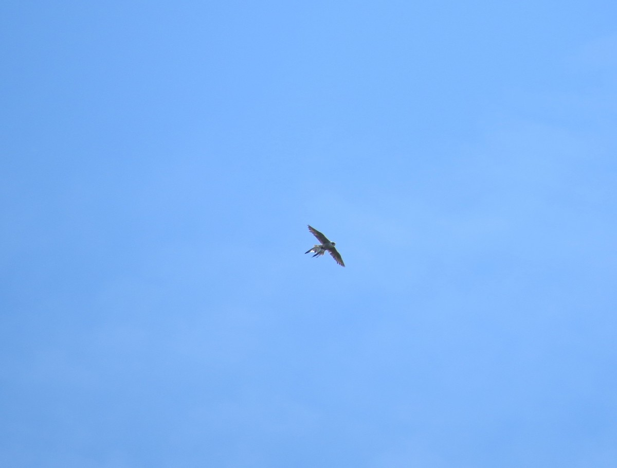 Peregrine Falcon - ML635357165