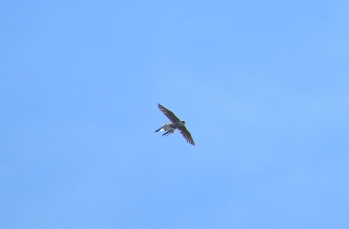 Peregrine Falcon - ML635357235