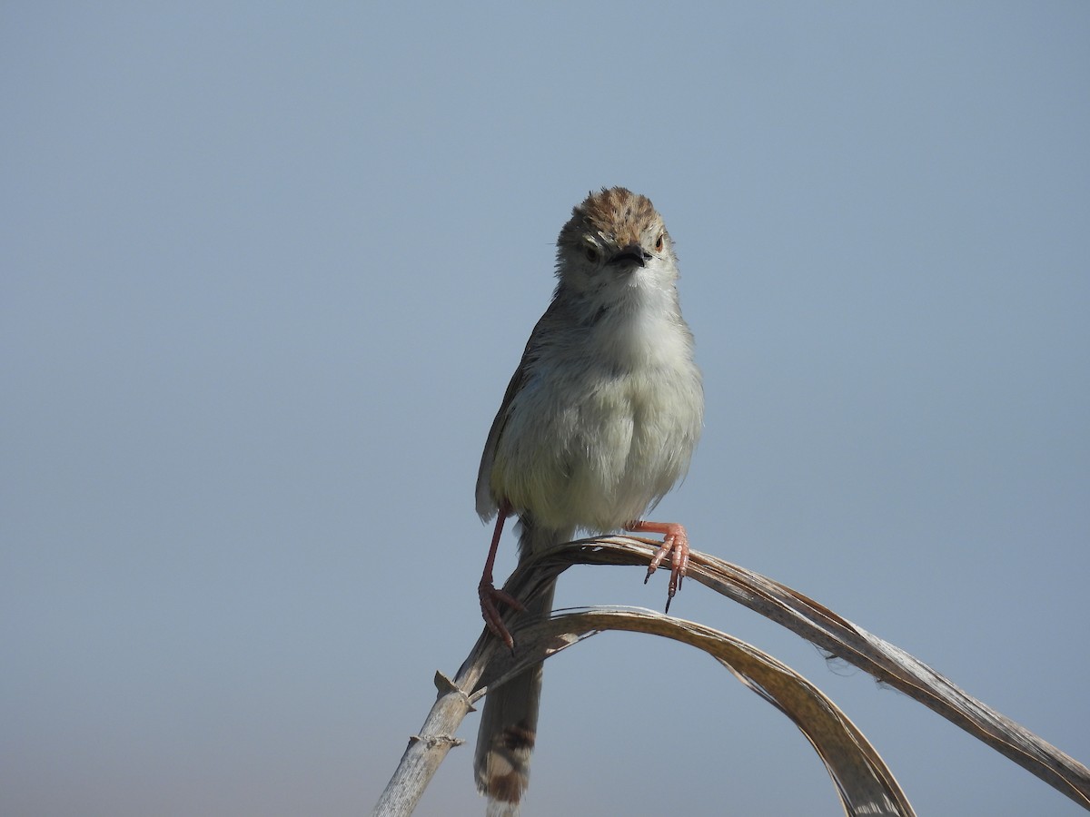 Prinia segaila - ML635357239