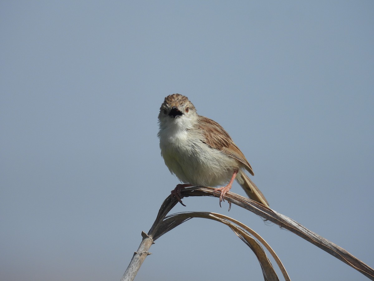 Prinia segaila - ML635357240