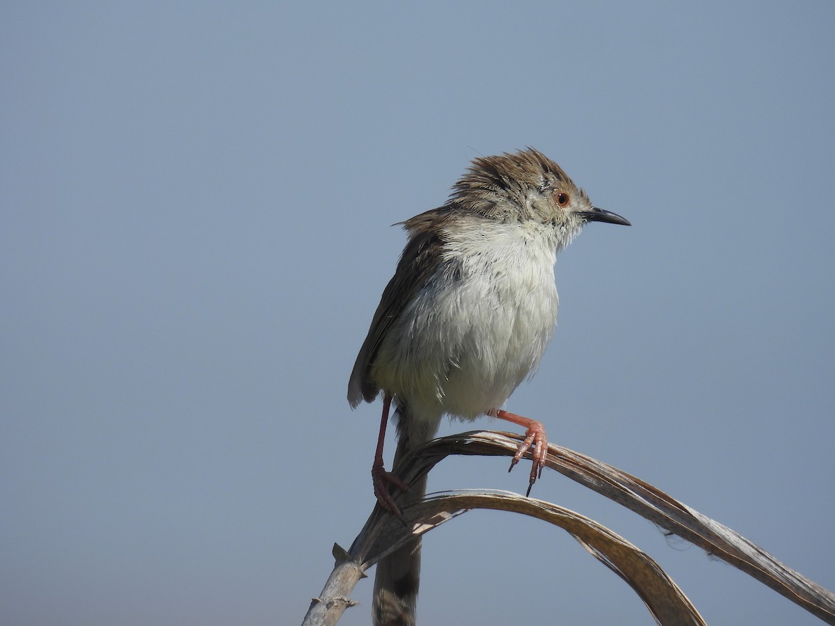 Prinia segaila - ML635357242