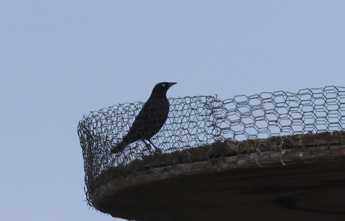 Brewer's Blackbird - ML635357277
