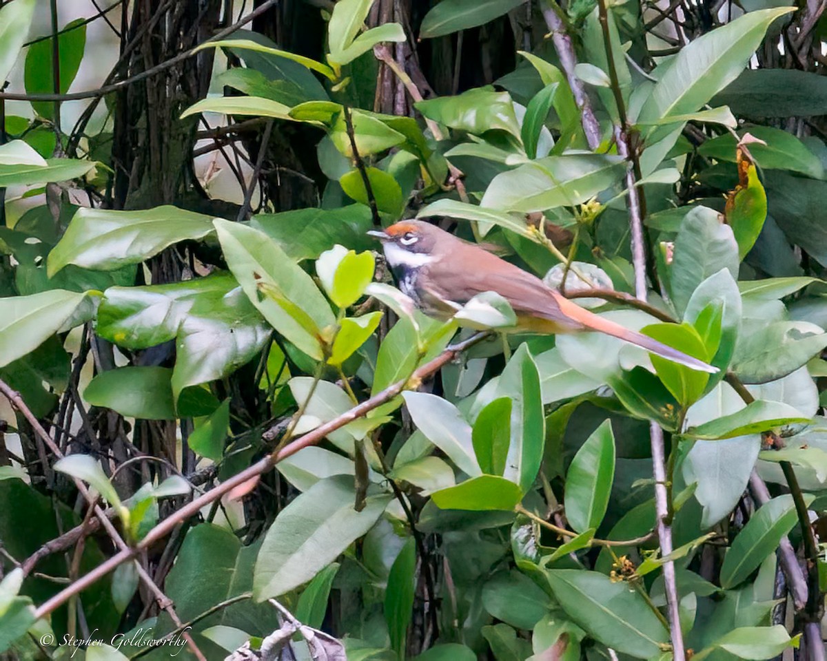Australian Rufous Fantail - ML635357342