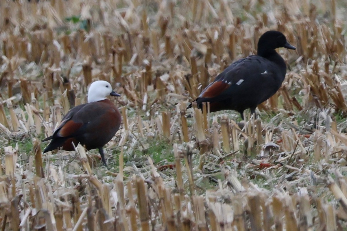 Paradise Shelduck - ML635357356
