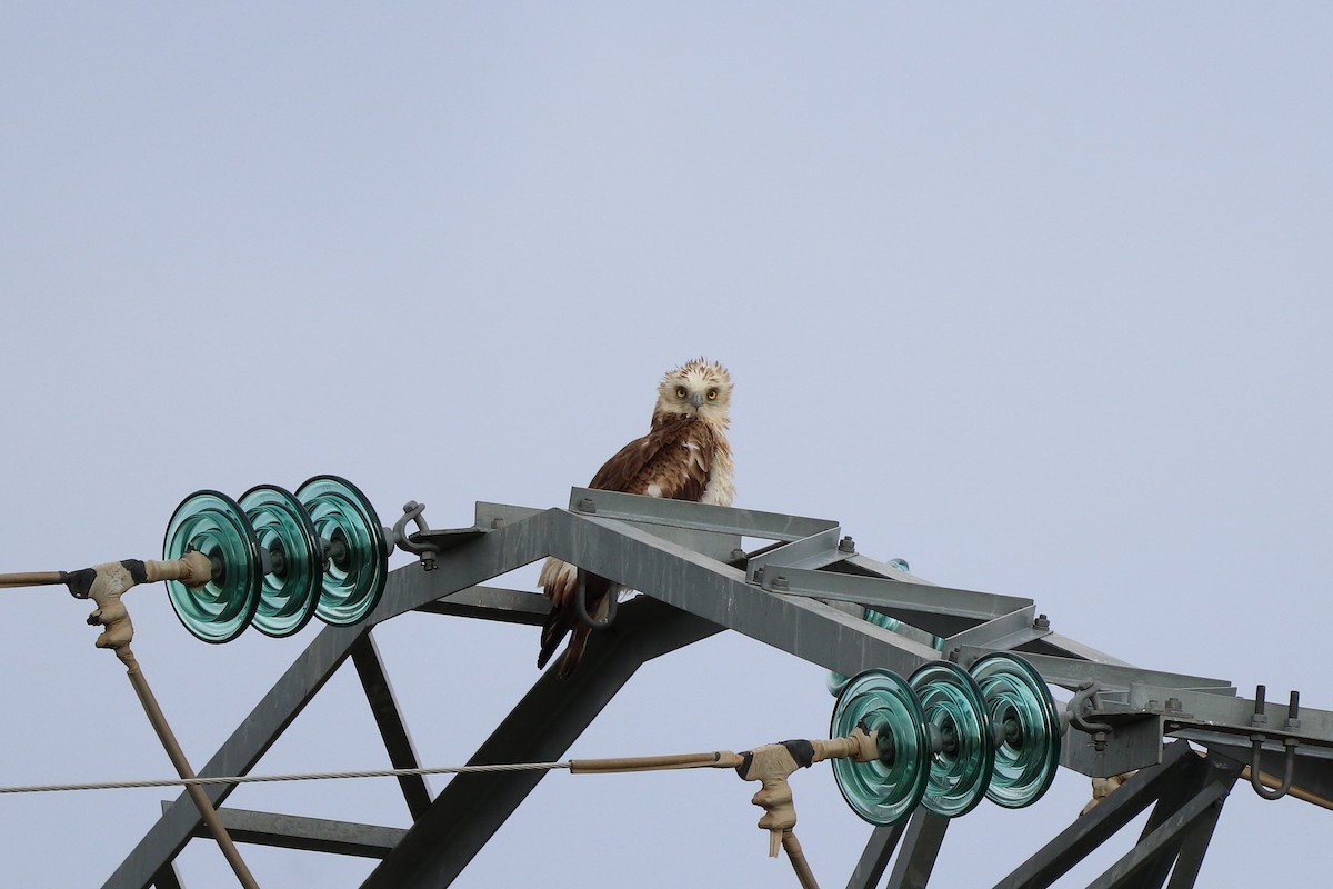 Short-toed Snake-Eagle - ML635357481