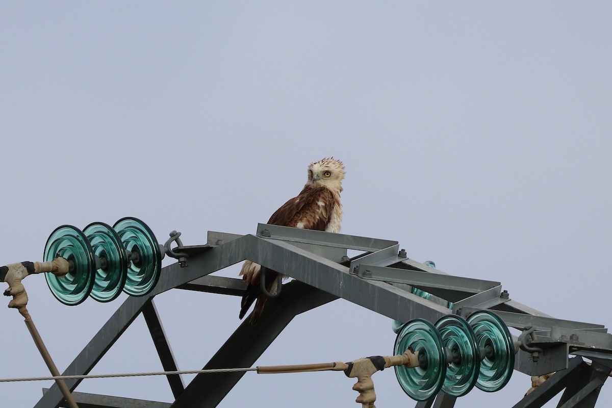 Short-toed Snake-Eagle - ML635357482