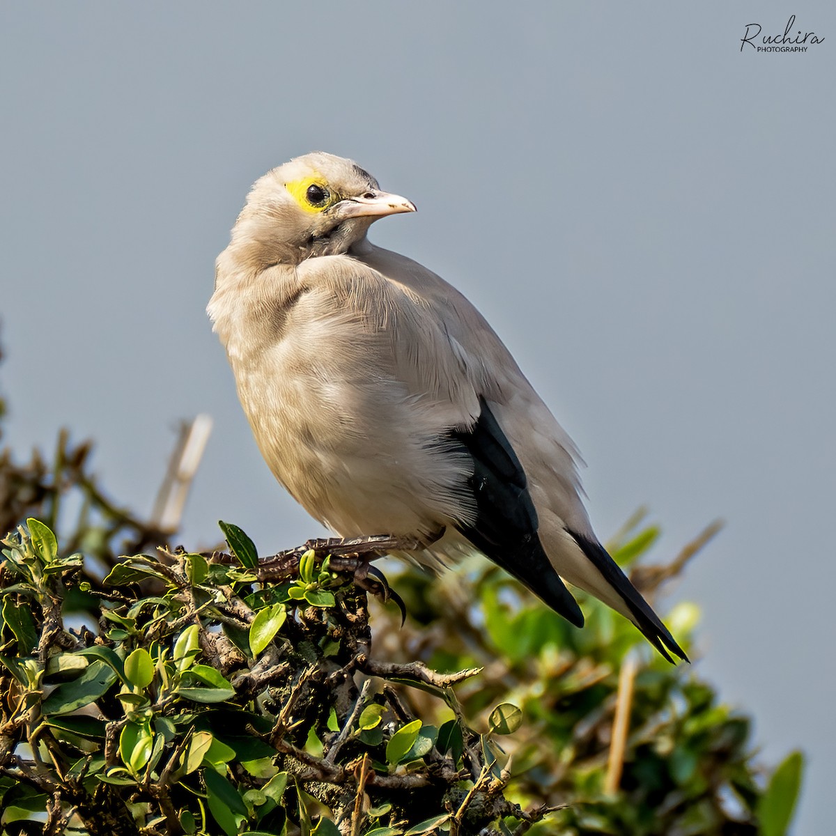 Wattled Starling - ML635357498