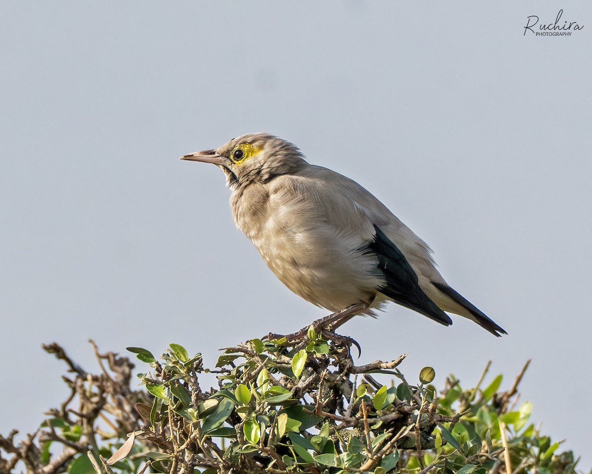 Wattled Starling - ML635357500