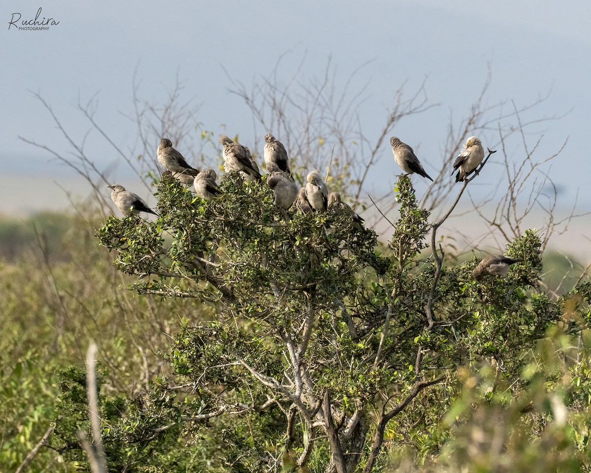 Wattled Starling - ML635357502